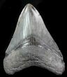 Fossil Megalodon Tooth - Serrated Blade #76550-1